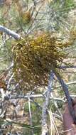 Image of western dwarf mistletoe