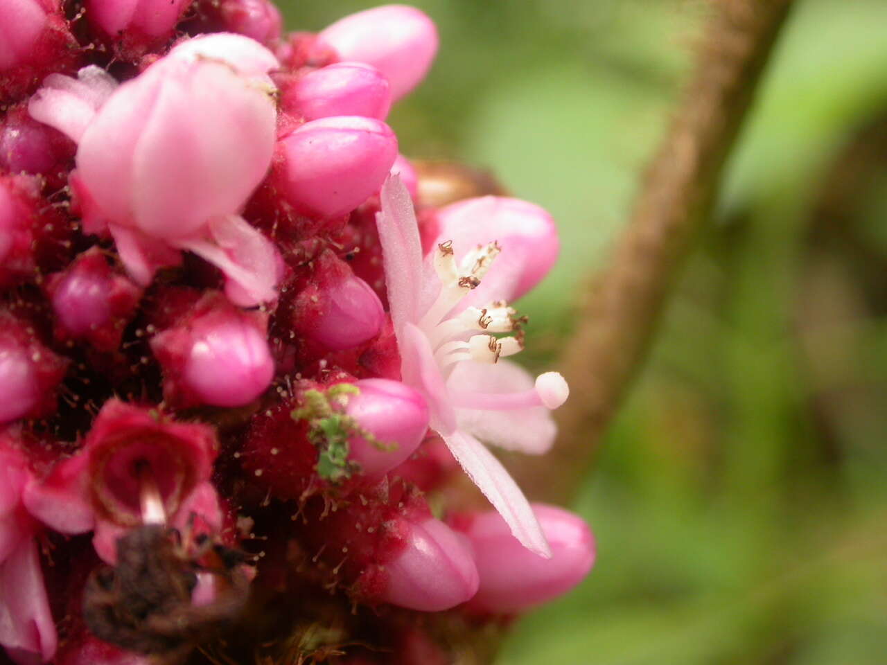 Tococa platyphylla Benth.的圖片