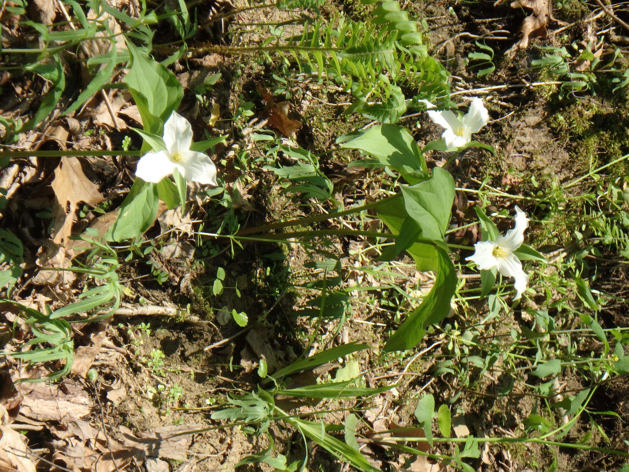 Image of White trillium