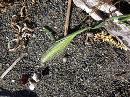 Image of mouse barley