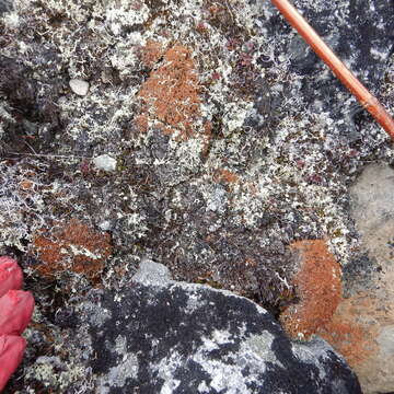 Image of globe ball lichen