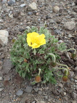 Image of Papaver nudicaule var. microcarpum (DC.)