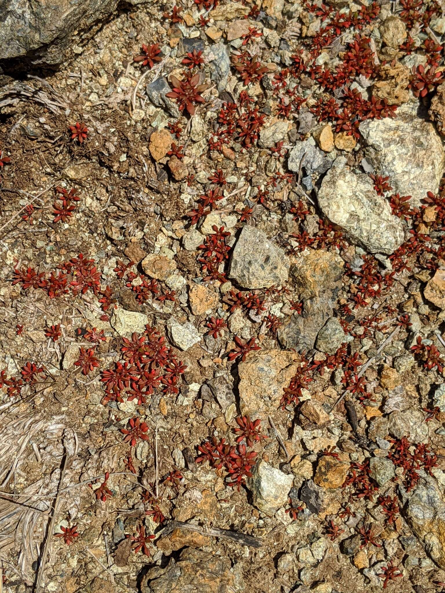 Chorizanthe aphanantha resmi