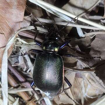 Слика од Calosoma (Calosoma) wilcoxi Le Conte 1847