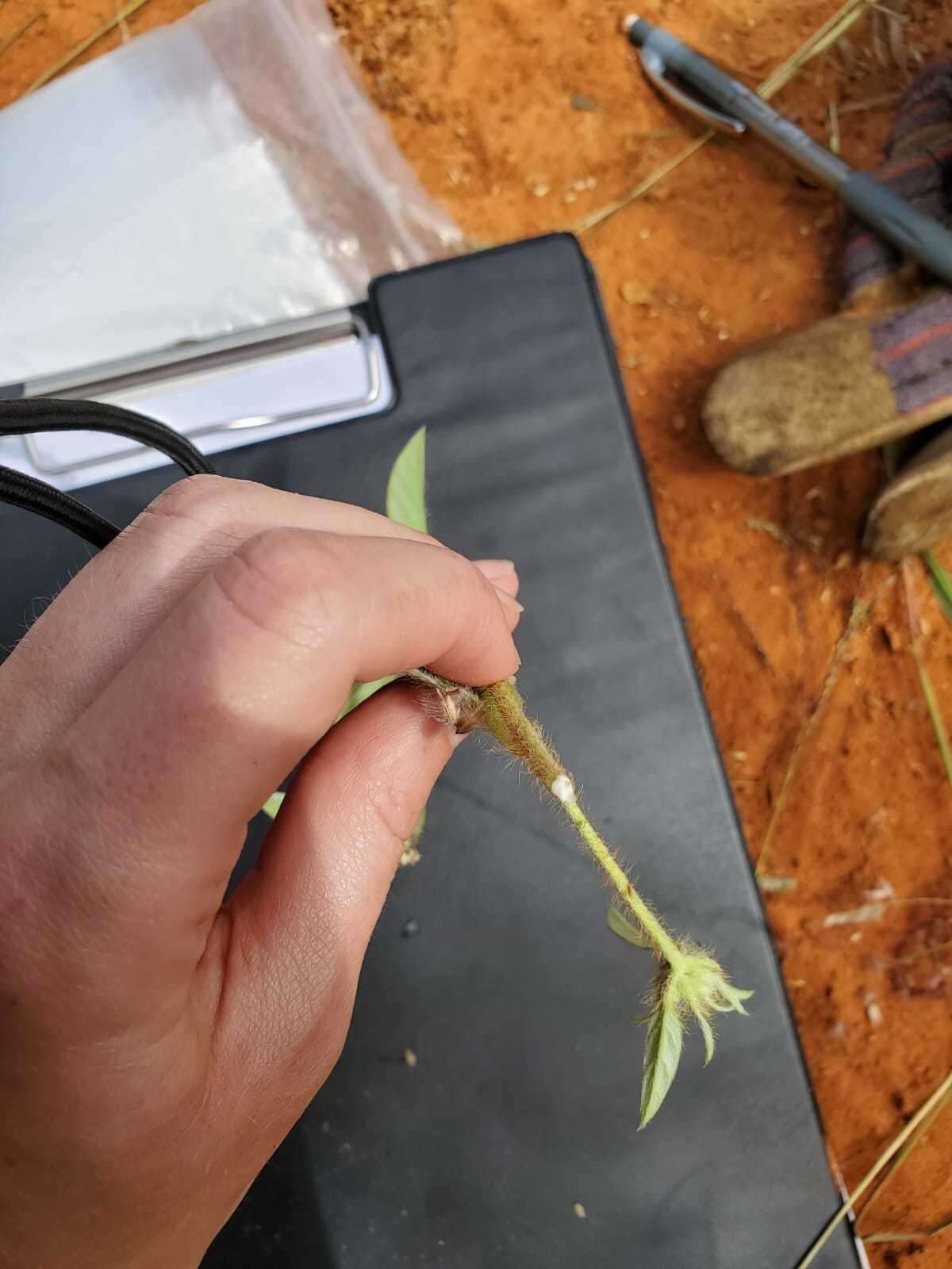 Image of Ipomoea chloroneura Hall. fil.