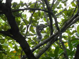 Image of Gray-bellied Squirrel