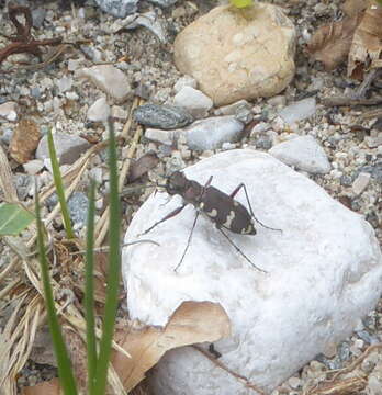 Image of Cicindela (Cicindela) hybrida transversalis Dejean 1822