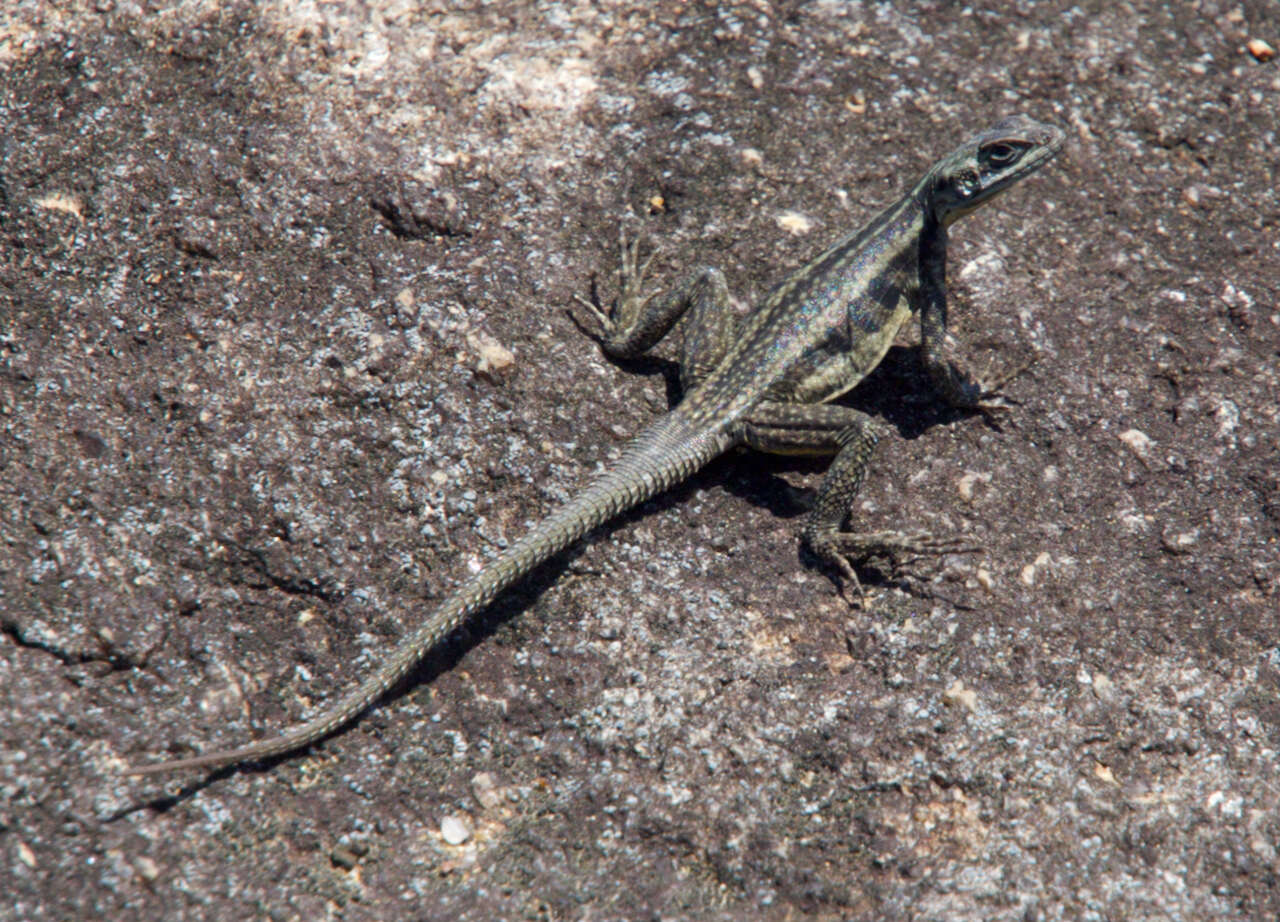 Image of Marked Madagascar Swift