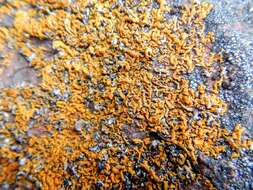 Image of orange wall lichen