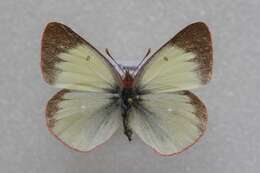 Image of <i>Colias palaeno europomene</i> Ochsenheimer 1816