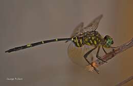 Image of Bottletail