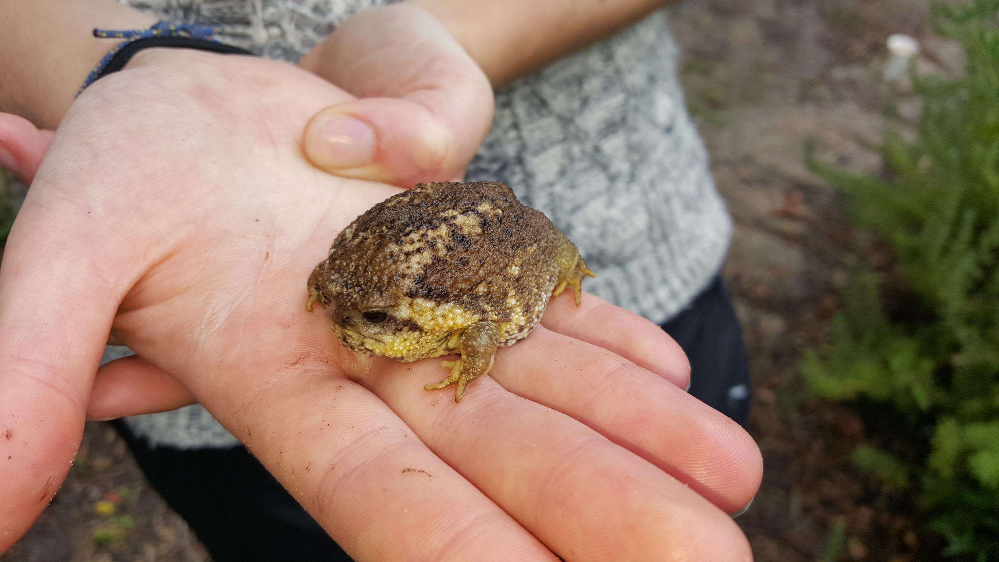 Image of Cape Rain Frog