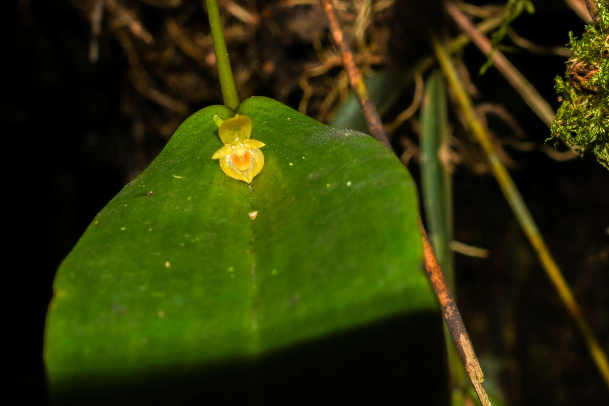 Image of Pleurothallis dibolia Luer