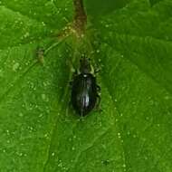 Image of Green Nettle Weevil