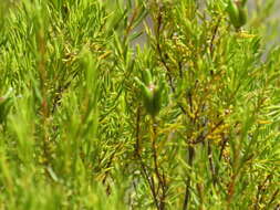 Image of Diosma acmaeophylla Eckl. & Zeyh.