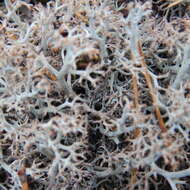 Image of reindeer lichen