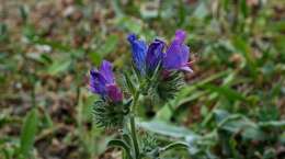 Echium bonnetii Coincy的圖片