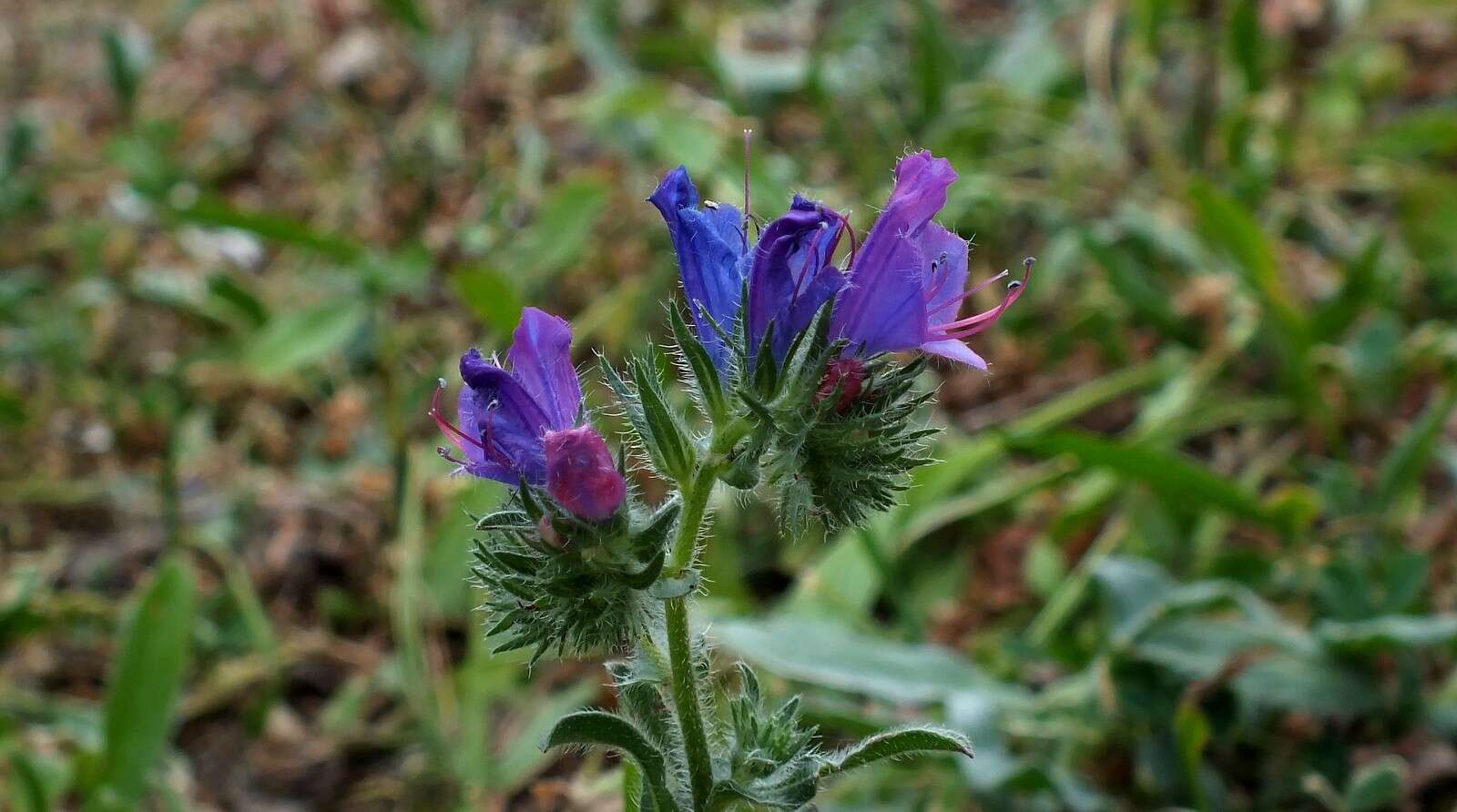 Echium bonnetii Coincy的圖片