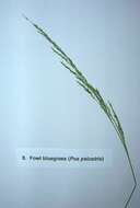 Imagem de Poa palustris L.