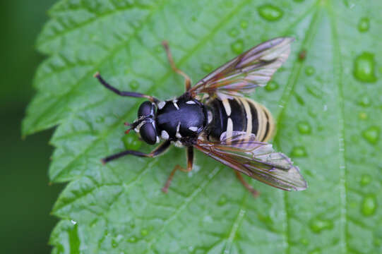 Image of Temnostoma excentricum