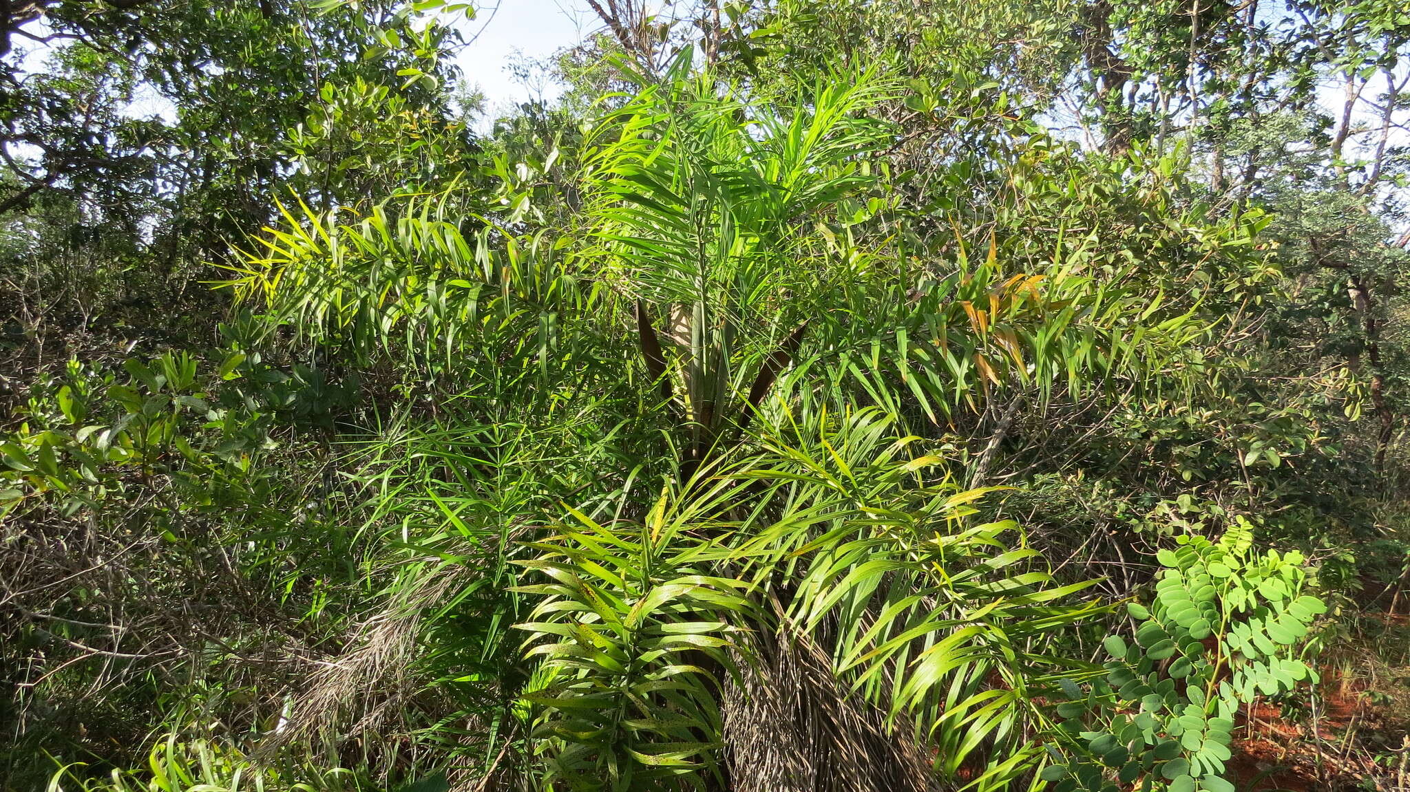 Image de Syagrus flexuosa (Mart.) Becc.