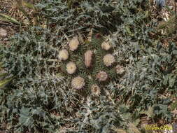 Image of stemless thistle