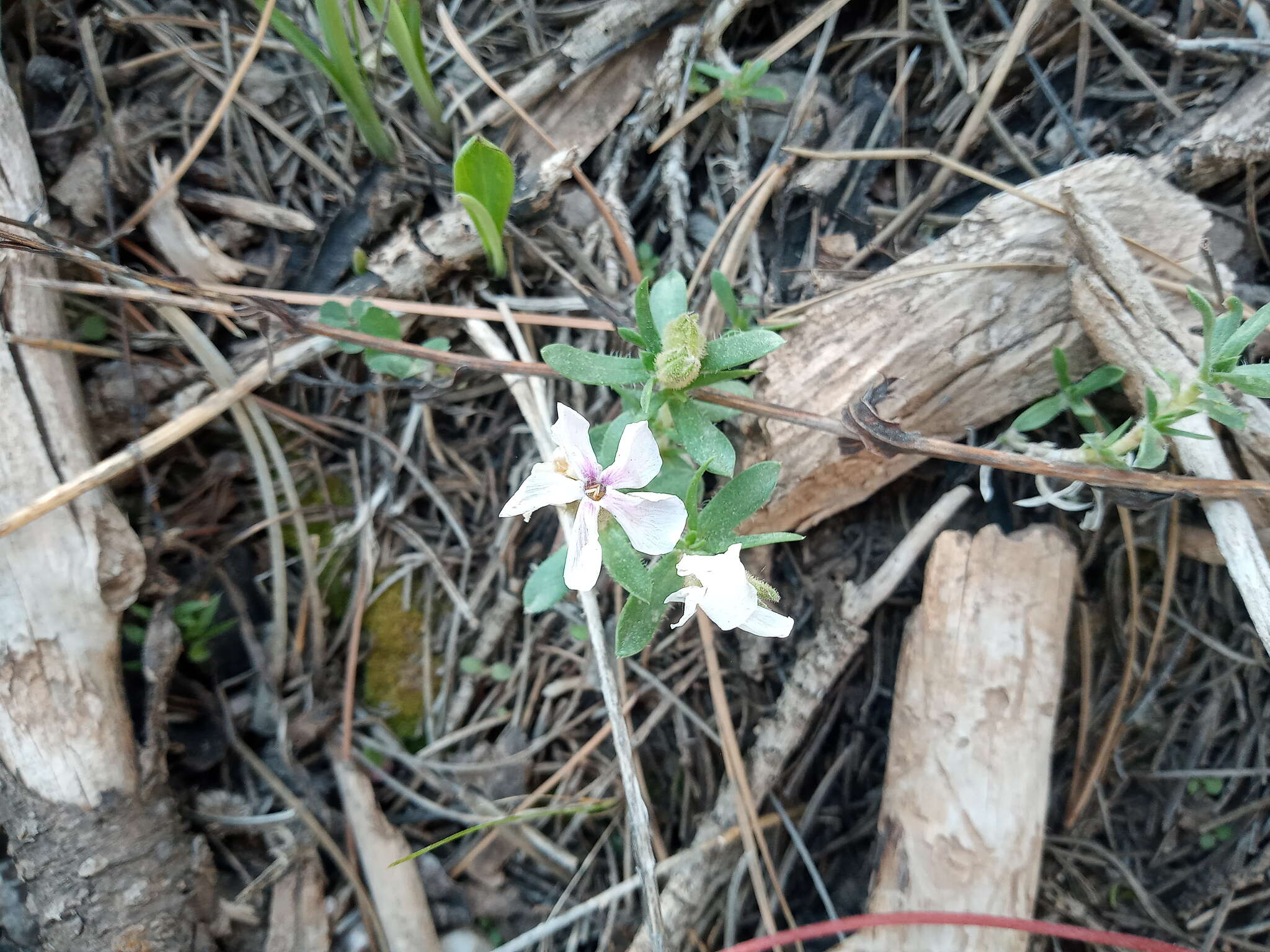 Image of alyssumleaf phlox