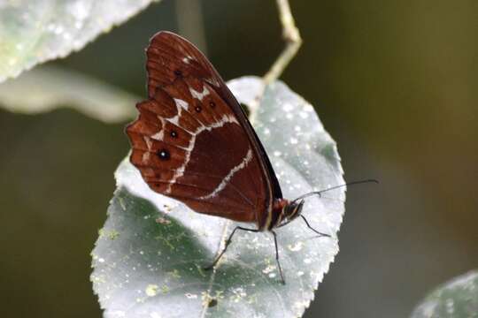 Image de Oxeoschistus simplex Butler 1868