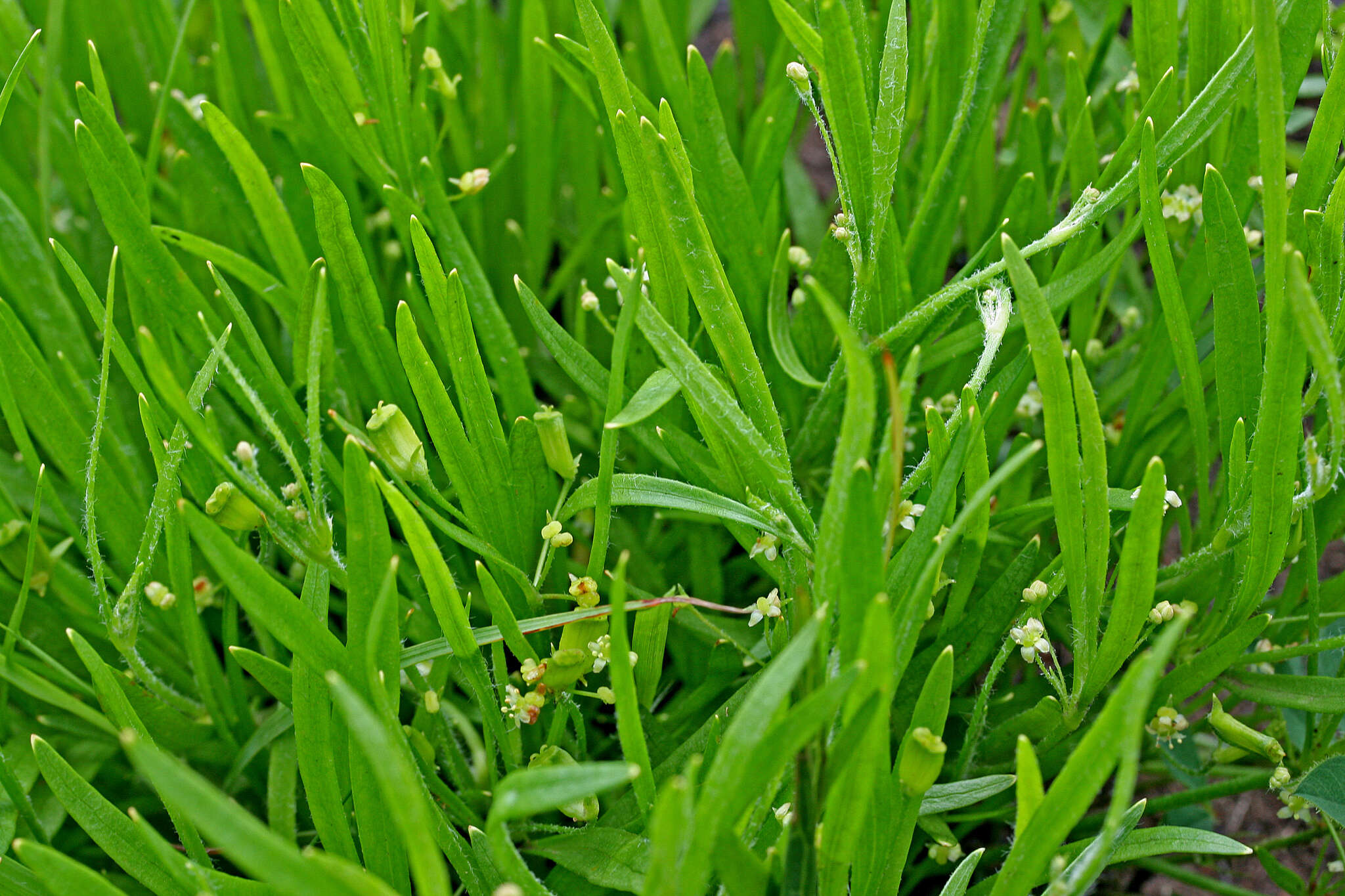 Imagem de Centella glabrata var. natalensis Adamson