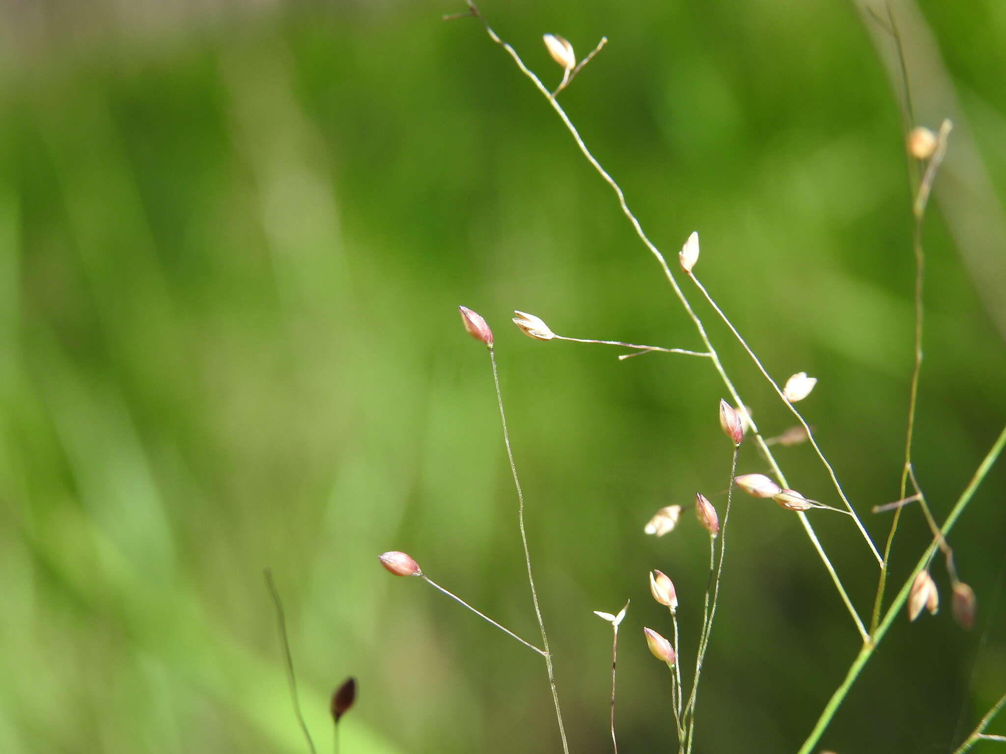 Слика од Panicum simile Domin