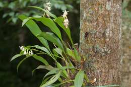 Plancia ëd Coelogyne punctulata Lindl.