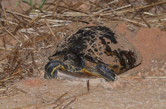 Image of yellow-bellied slider