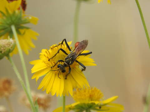 Image of Mud dauber