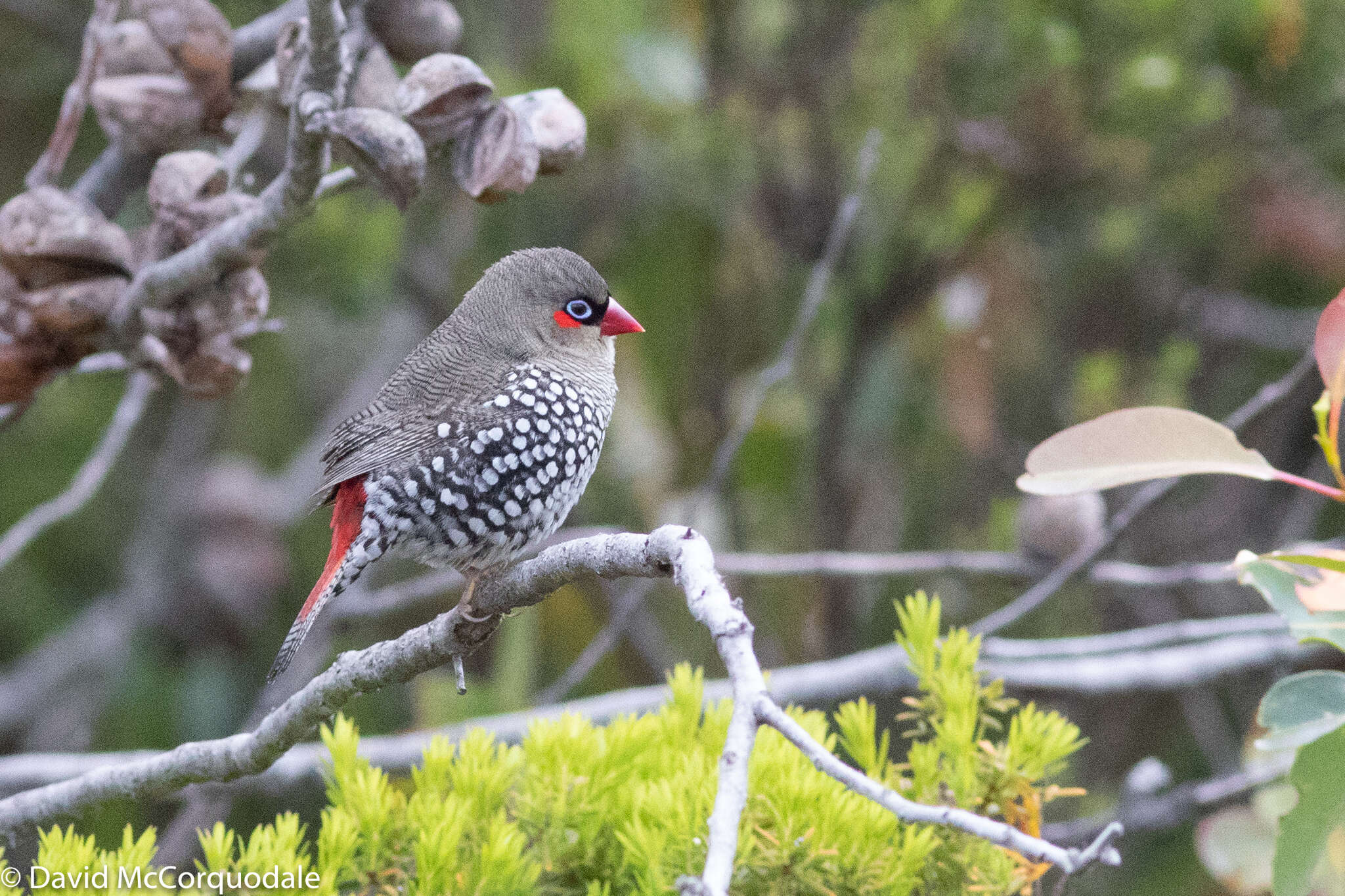 Image of Red-eared Firetail