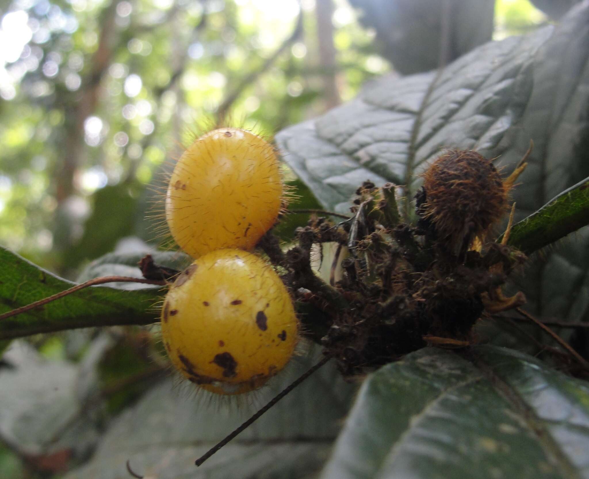 Image de Cordia nodosa Lam.