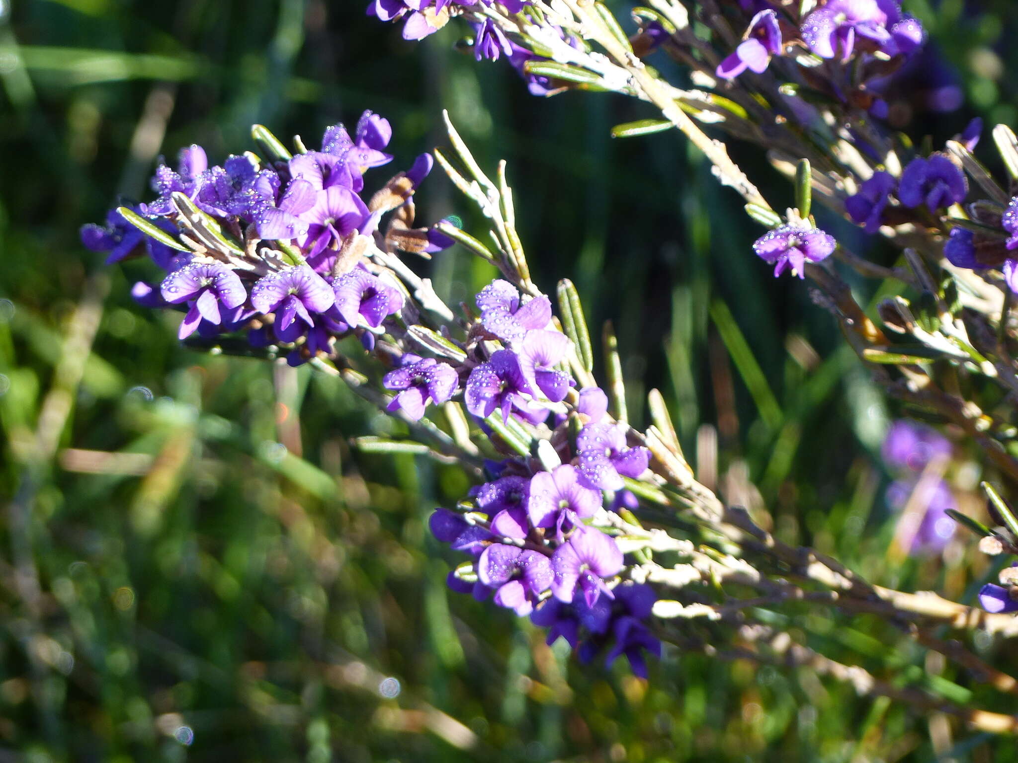 Image of Alpine Hovea