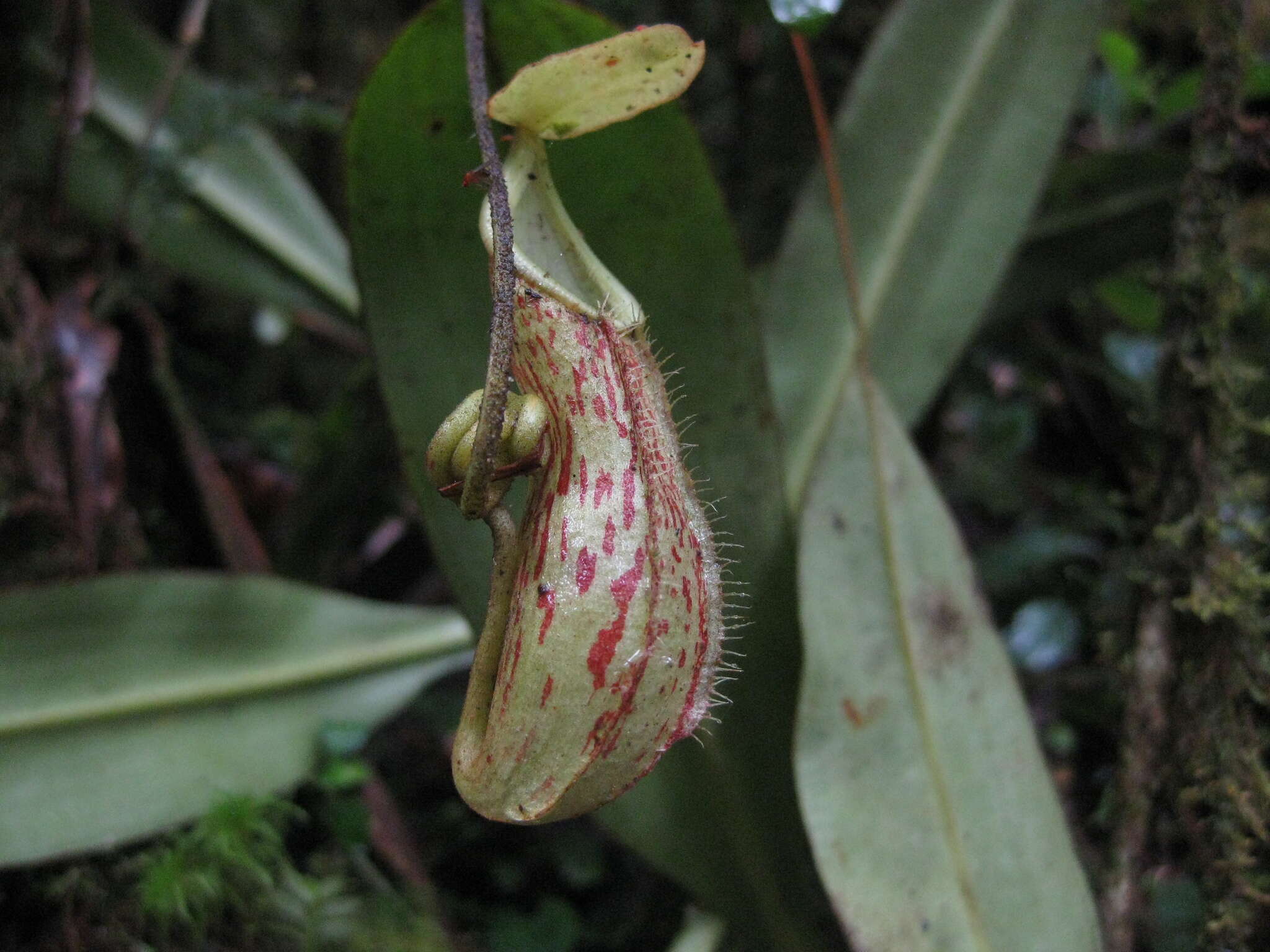 Image of Nepenthes pectinata Danser