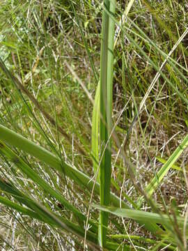 Image of Kniphofia littoralis Codd