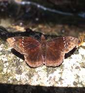 Image of Anisochoria pedaliodina polysticta Mabille 1876