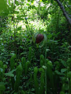 Image of California Pitcher Plant