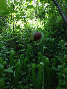 Image of California Pitcher Plant