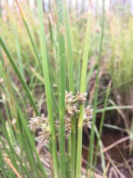 Image of Schoenoplectus muricinux (C. B. Clarke) J. Raynal