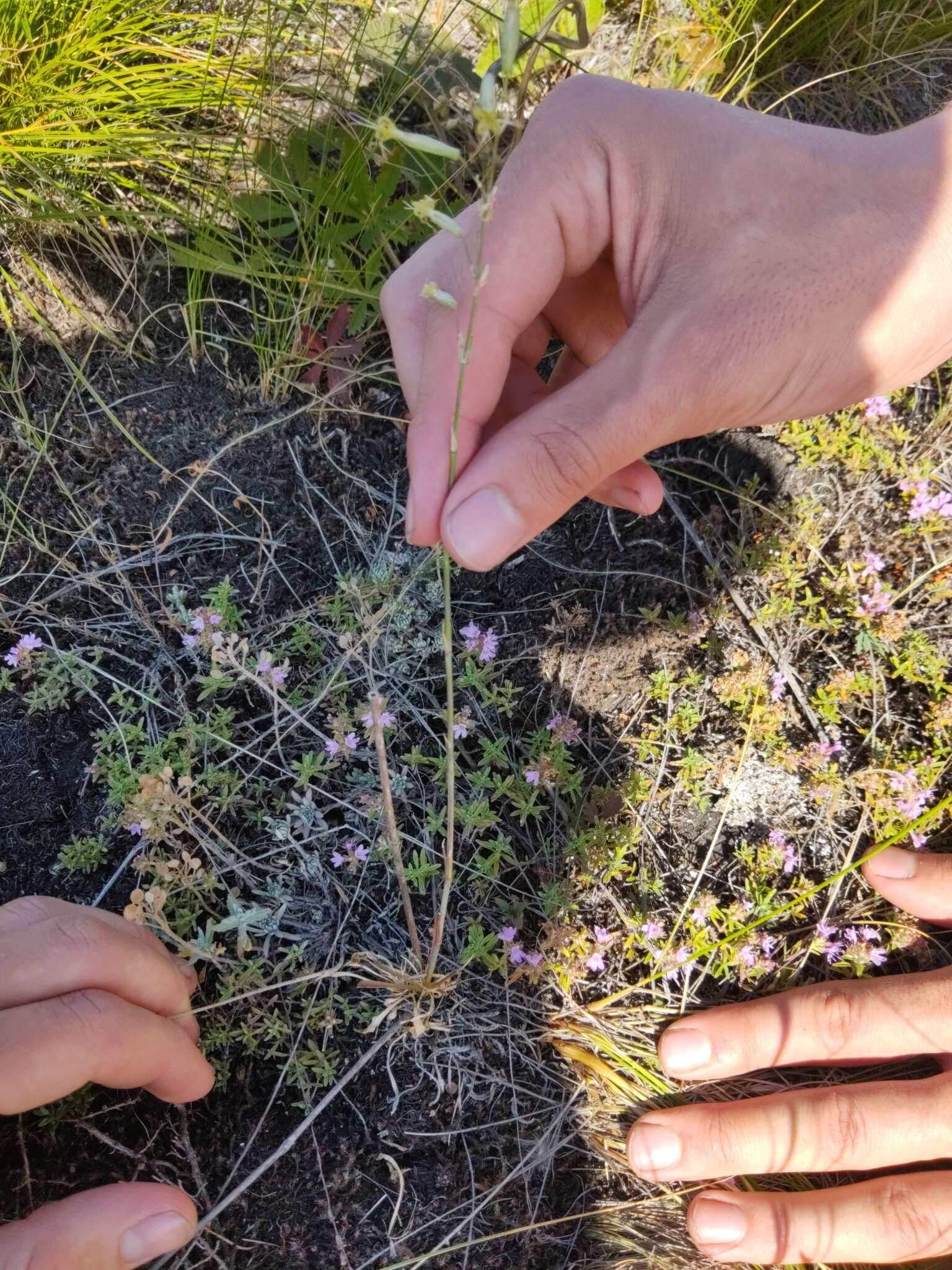 Image de Silene chlorantha (Willd.) Ehrh.