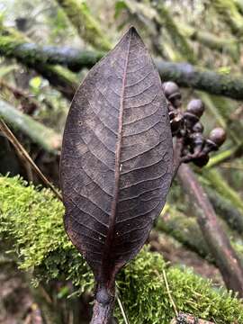 Image of Ocotea caesariata van der Werff