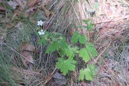 Image of Huachuca Mountain geranium