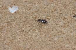 Image of Dune tiger beetle