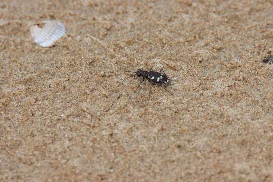 Image of Dune tiger beetle