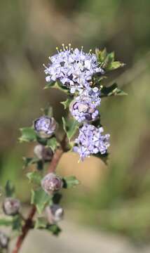 Image of Rincon Ridge ceanothus