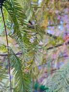 Image of Cypress Gall Midges