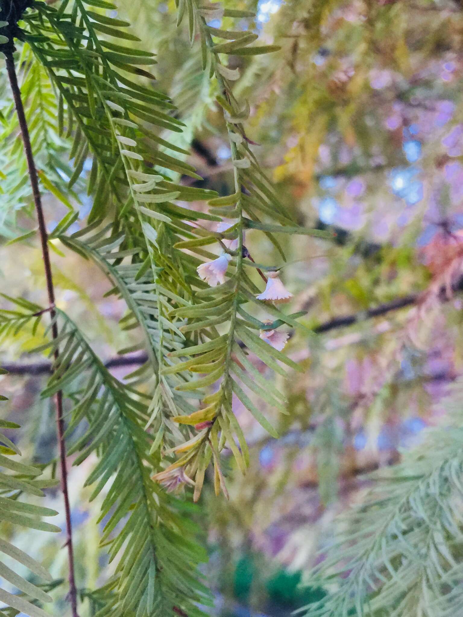 Image of Cypress Gall Midges